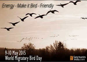 the_2015_world_migratory_bird_day_theme_energy__ma_by_sanctuaryindia-d8sykq3