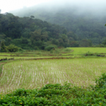 Wester-Ghats-Coorg-Rice-Fields - for pp article
