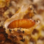 GREATER WAX MOTH IN PUPA STAGE IN THE BEE COMB AFTER DISECTION