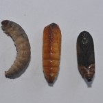 THE FINAL THREE STAGES OF GREATER WAX MOTH