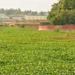 UNAKAL LAKE OF HUBBALLI COVERED BY EICHHORNIA CRASSIPES (2)