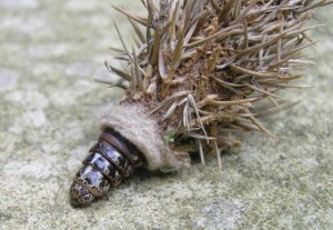 Bag worm female