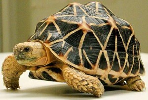 indian-star-tortoise-walk